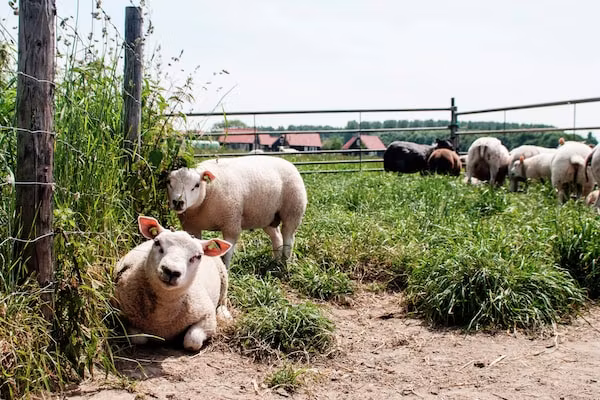 Recreatiepark de Stelhoeve 4 in Wemeldinge - Foto 40 van 40