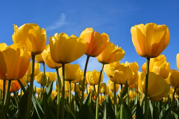 Zeearend Boulevard in Noordwijk - Foto 40 van 40