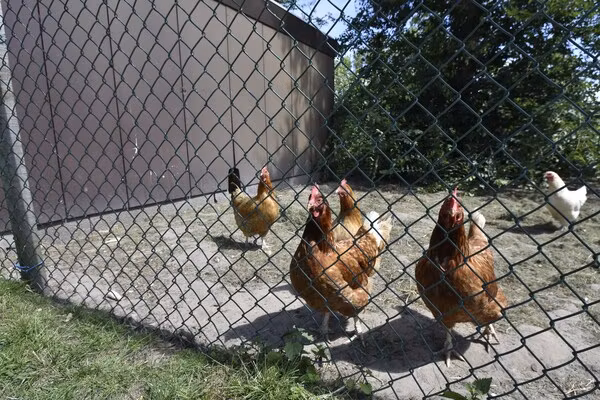 Het Hoge Noorden in Hippolytushoef - Foto 40 van 40