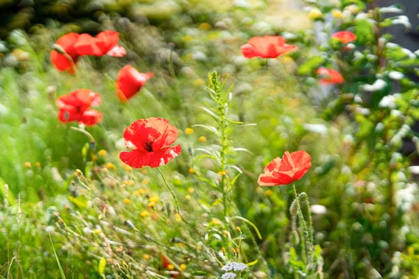 Vakantiepark Eigen Wijze 6 in Bant - Foto 36 van 36