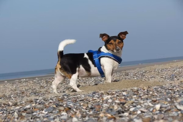 Noordzee Résidence Dishoek 12 in Koudekerke - Foto 40 van 40