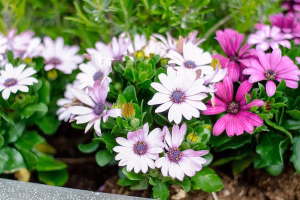 Peper en Zout in Kattendijke - Foto 40 van 40