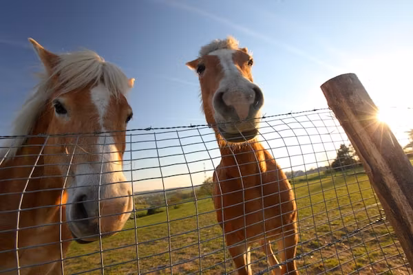 Bungalowpark Schin op Geul 15 in Walem - Foto 20 van 20