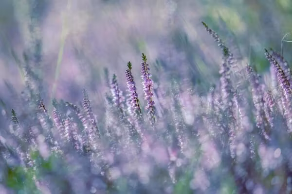 Bospark 't Wolfsven 14 in Mierlo - Foto 35 van 35