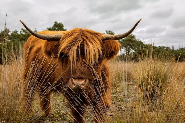 Vakantiepark De Heihorsten 6 in Someren - Foto 40 van 40
