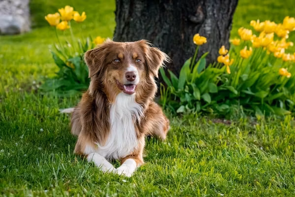 Beach Resort Makkum 29 in Makkum - Foto 36 van 36