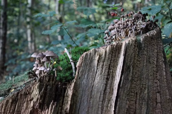 Dwergarend 17-35 in Voorthuizen - Foto 40 van 40