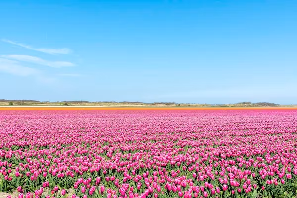 Suite Duinzicht in Callantsoog - Foto 13 van 13