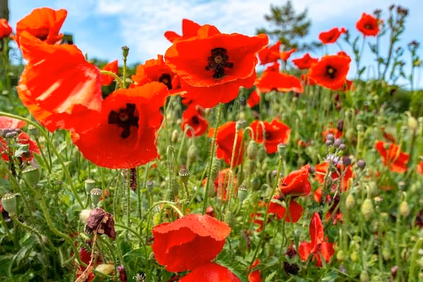 Yperhof 66 in Julianadorp aan Zee - Foto 25 van 25