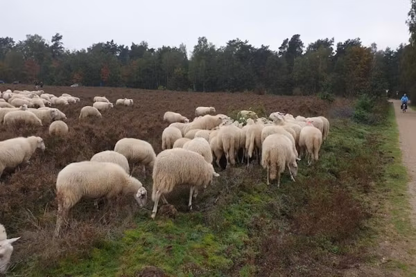 Vlindervallei Villa 8p in Ermelo - Foto 40 van 40