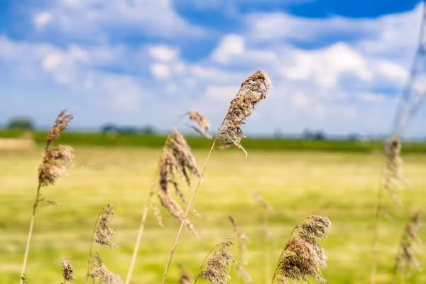Bollen in Oud Ade - Foto 26 van 26