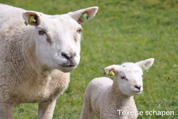 Residentie Californië 1 in De Koog Texel - Foto 41 van 41