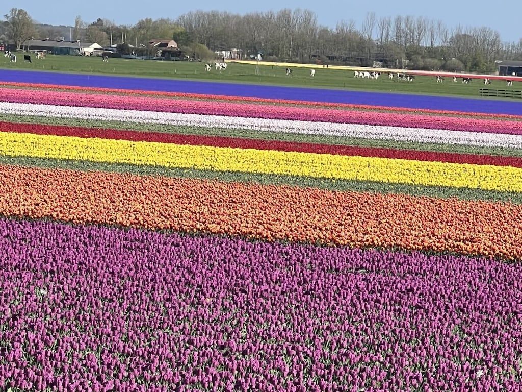 De omgeving van 395671 in Julianadorp Niederlande