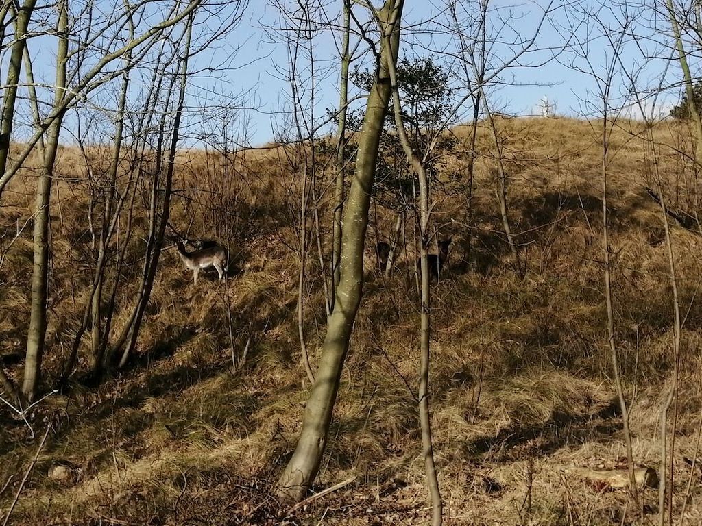 474945 in Bruinisse - Foto 30 van 42