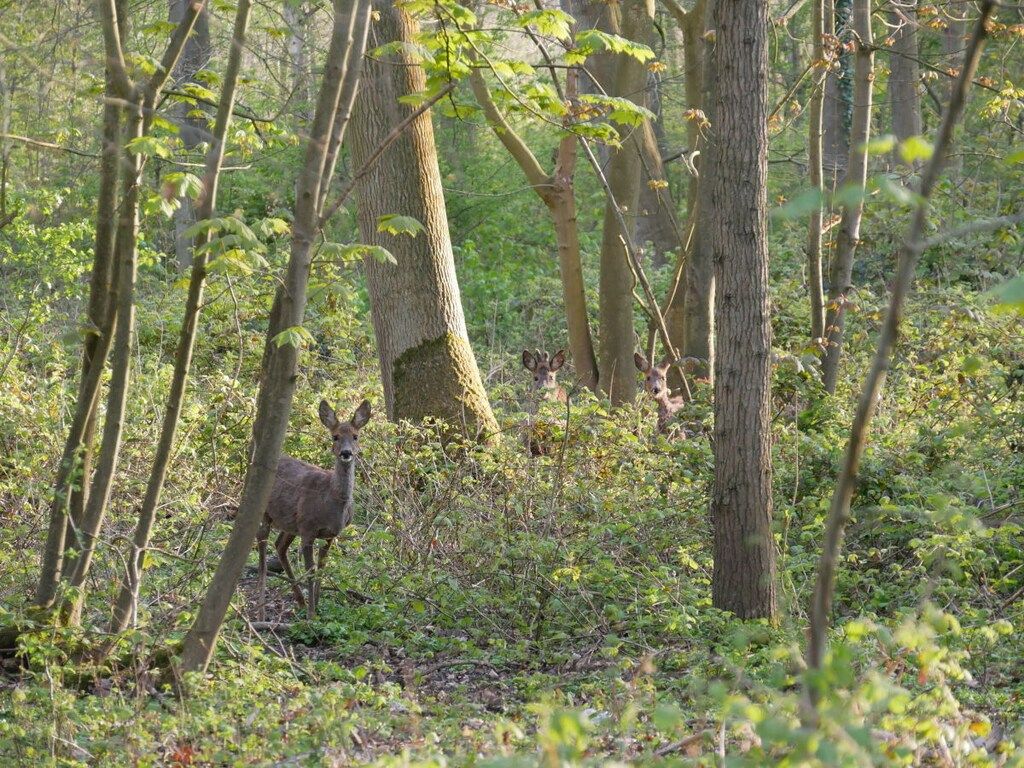 210775 in Oostkapelle - Foto 22 van 29
