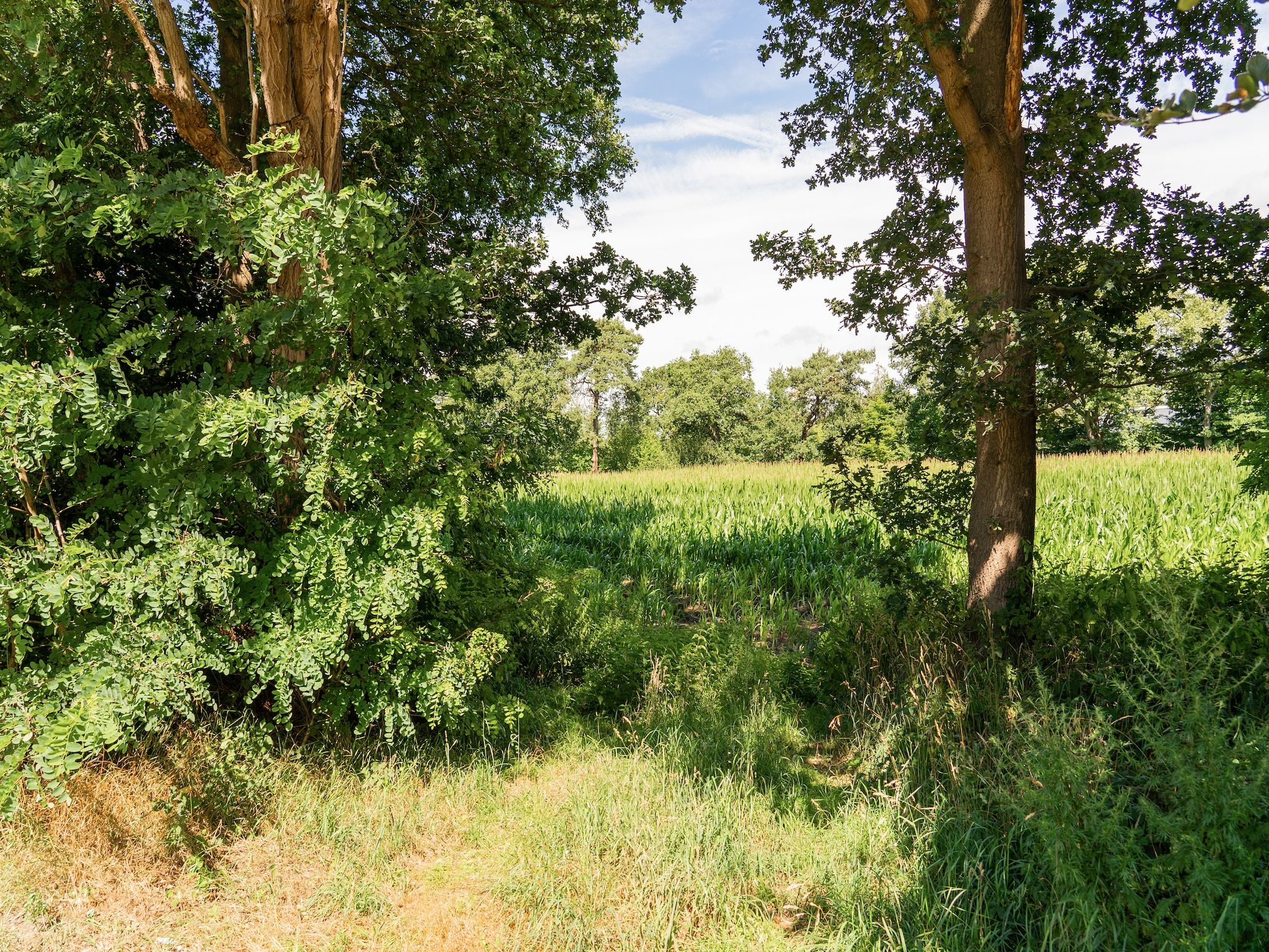 De omgeving van Steenmarter in Reutum