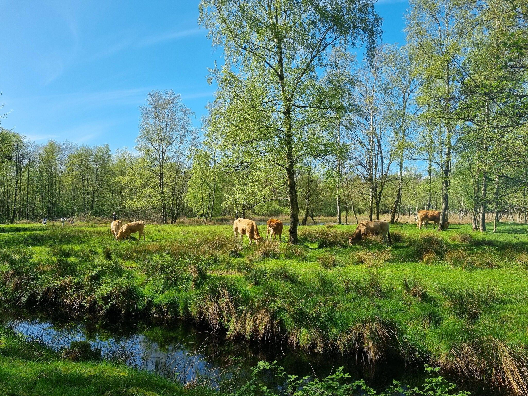 De omgeving van Watervilla Fjirtjin in Balk