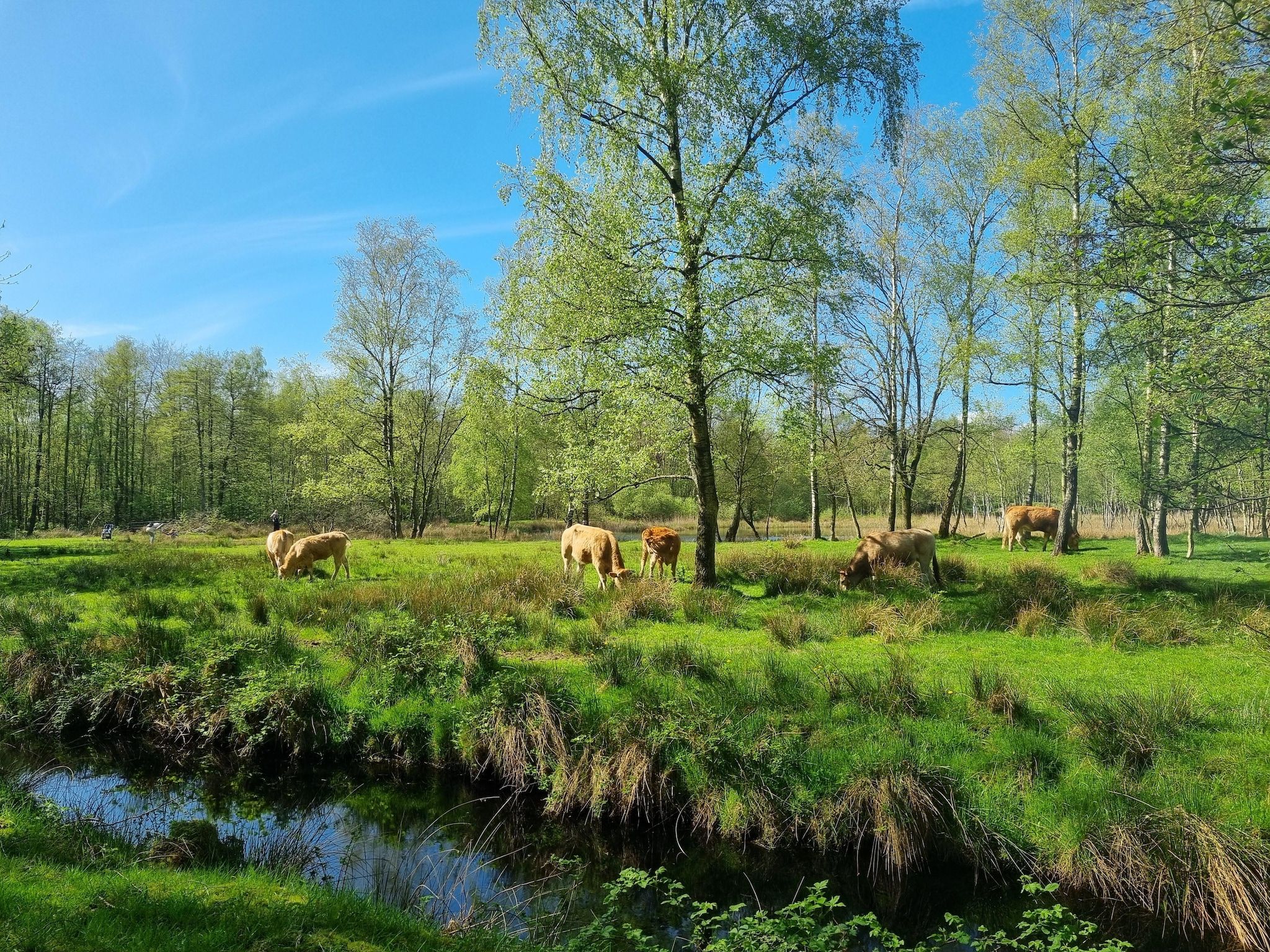 De omgeving van Watervilla Tweintich in Balk