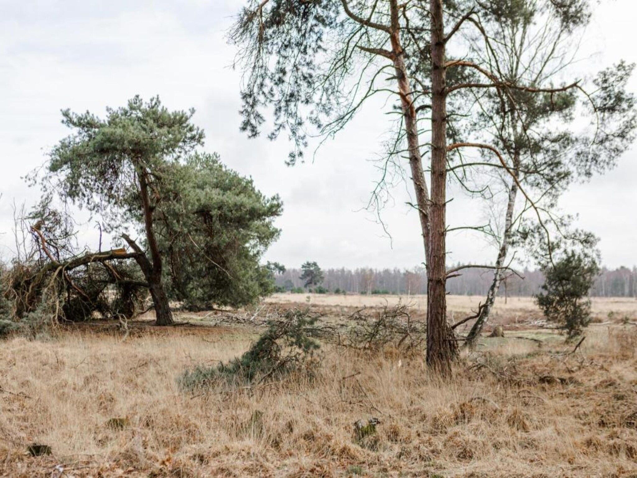 De omgeving van Bospark 't Wolfsven 16 in Mierlo