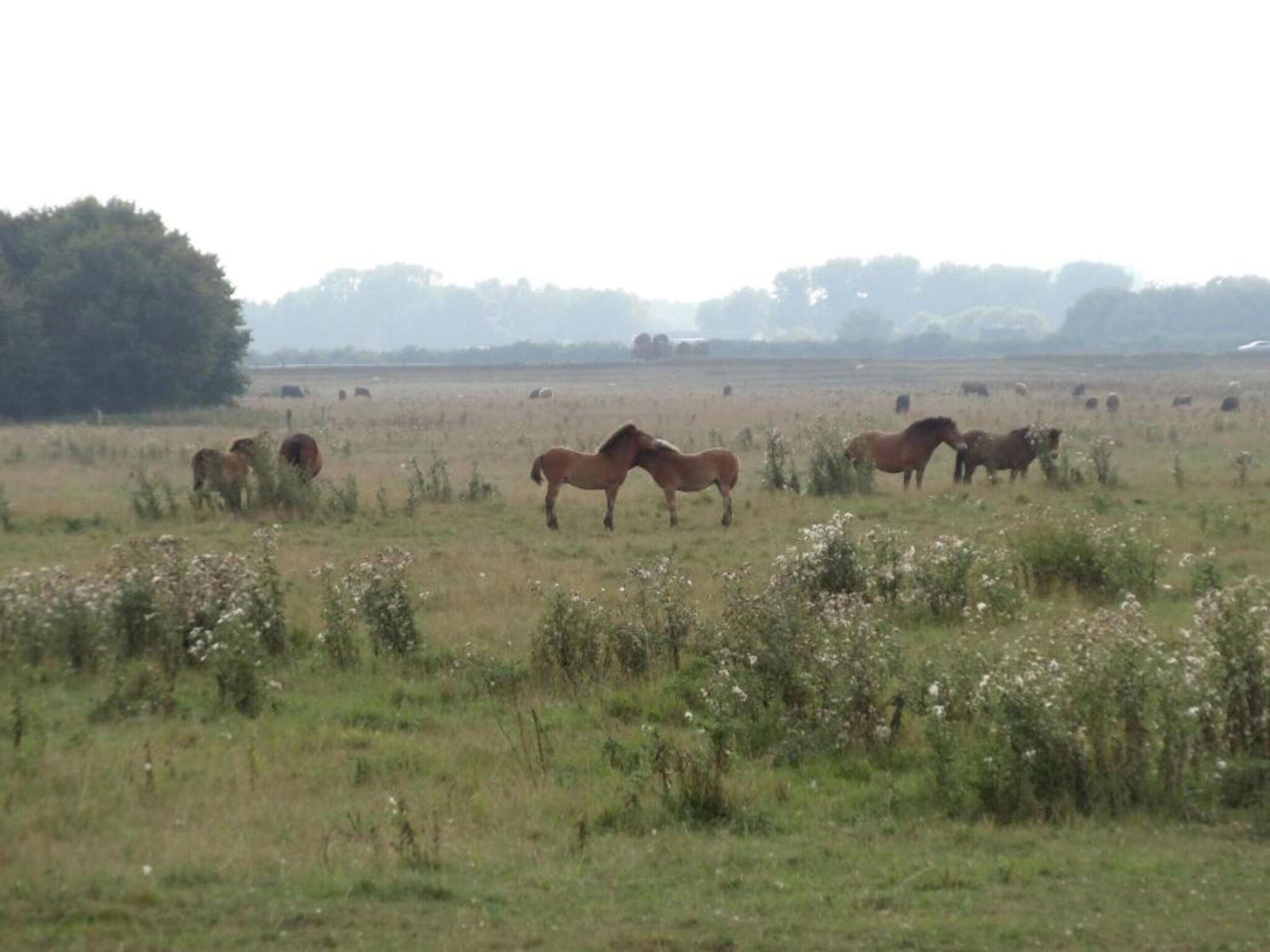 De omgeving van Vakantiepark Schaijk 6 in Schaijk