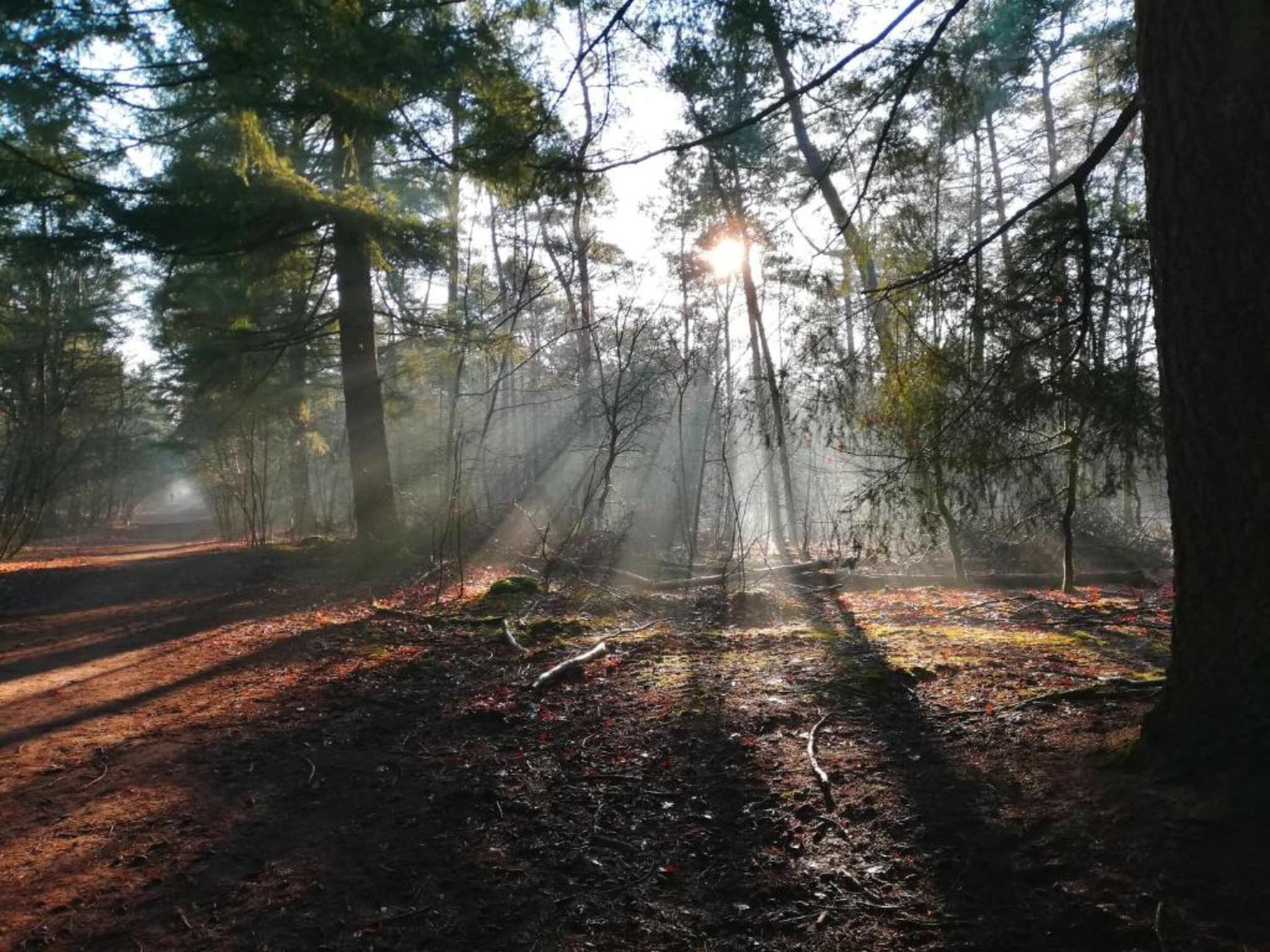 De omgeving van Vakantiepark De Heihorsten 4 in Someren