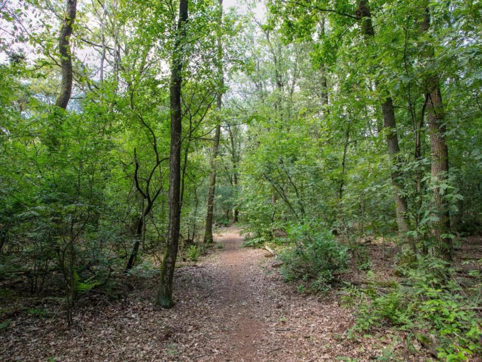De omgeving van Vakantiepark Schaijk 9 in Schaijk