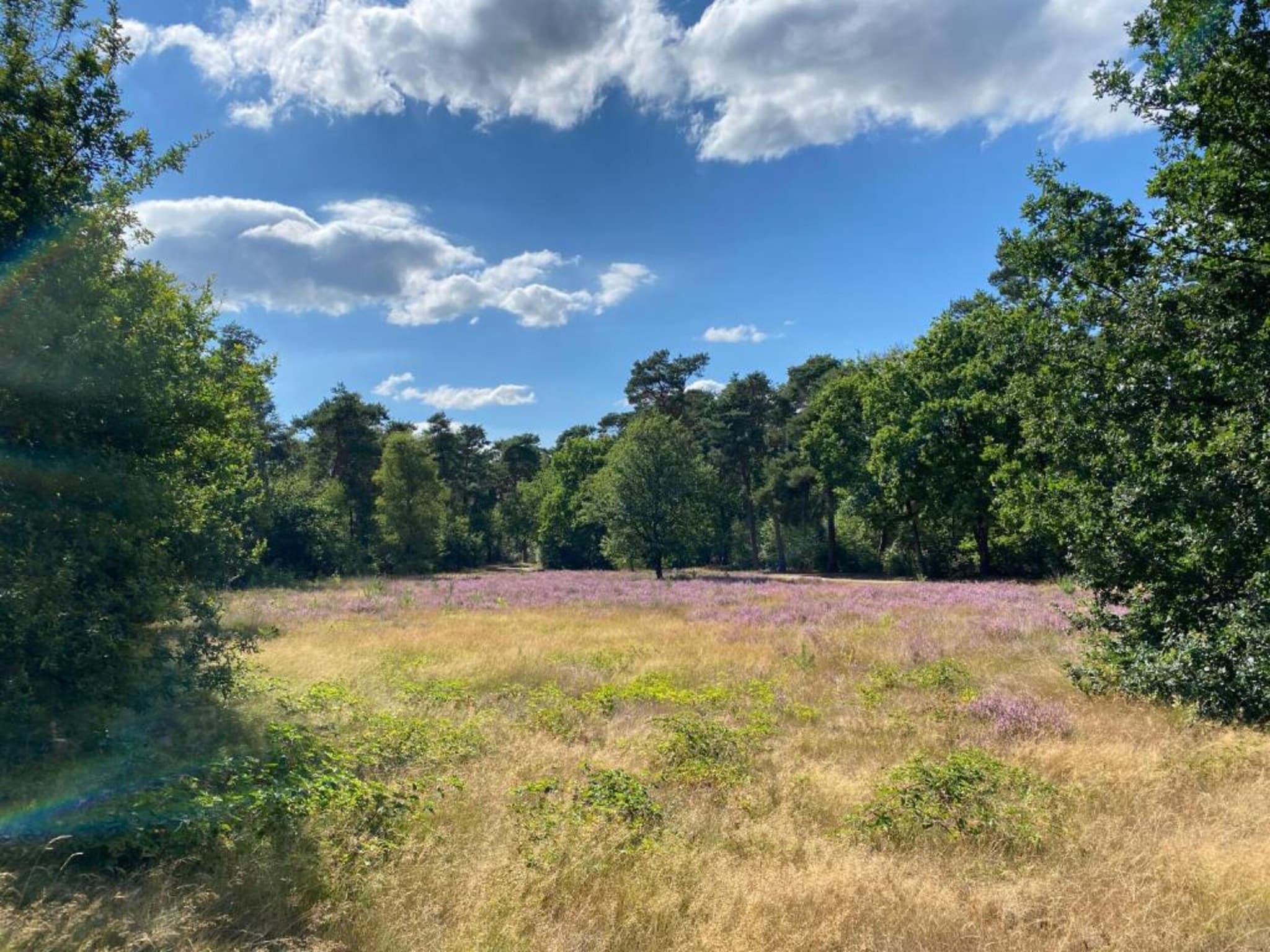 De omgeving van Vakantiepark De Heihorsten 6 in Someren