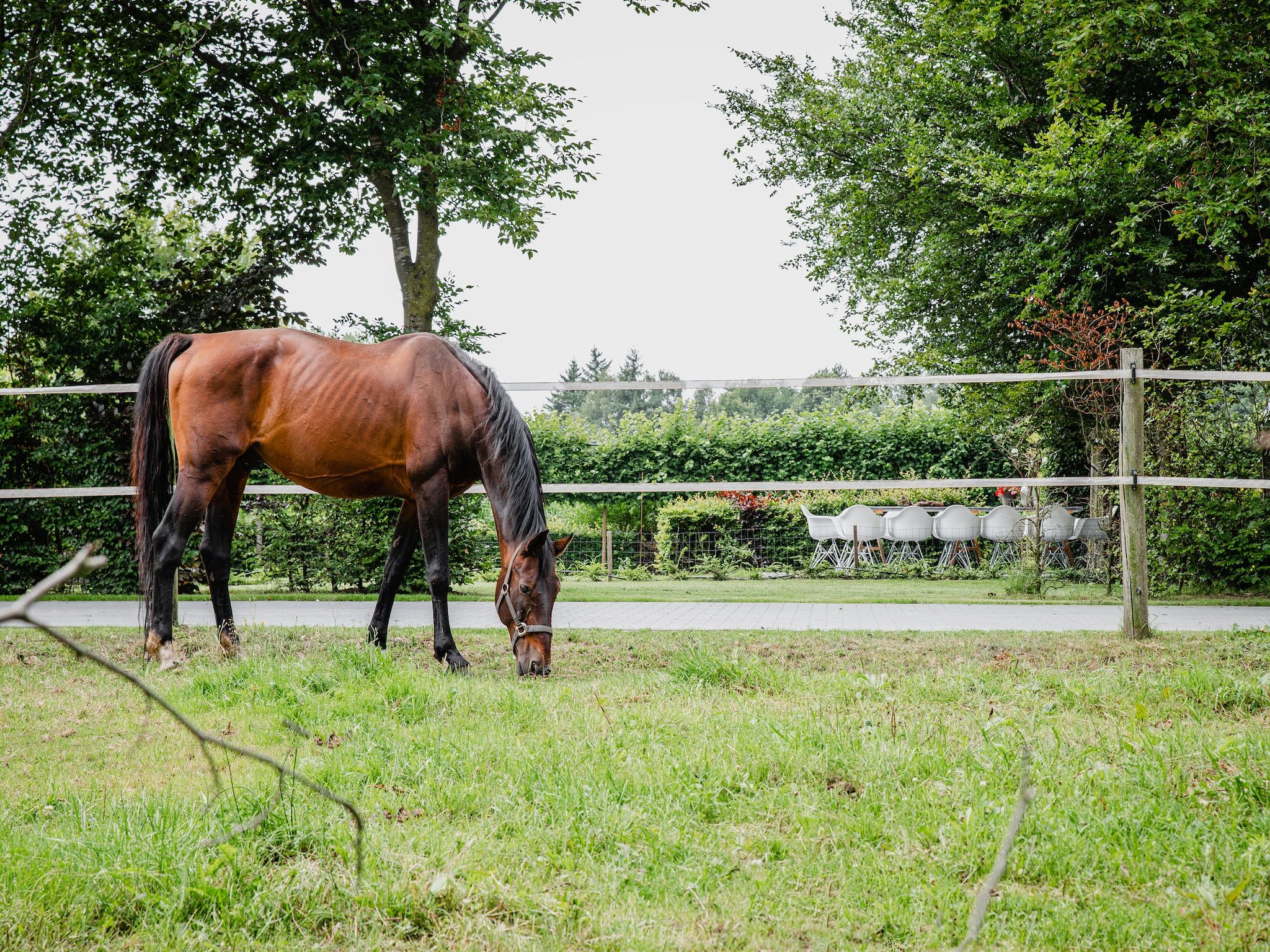 De tuin van Dorpswoning De Volbloed in Leende
