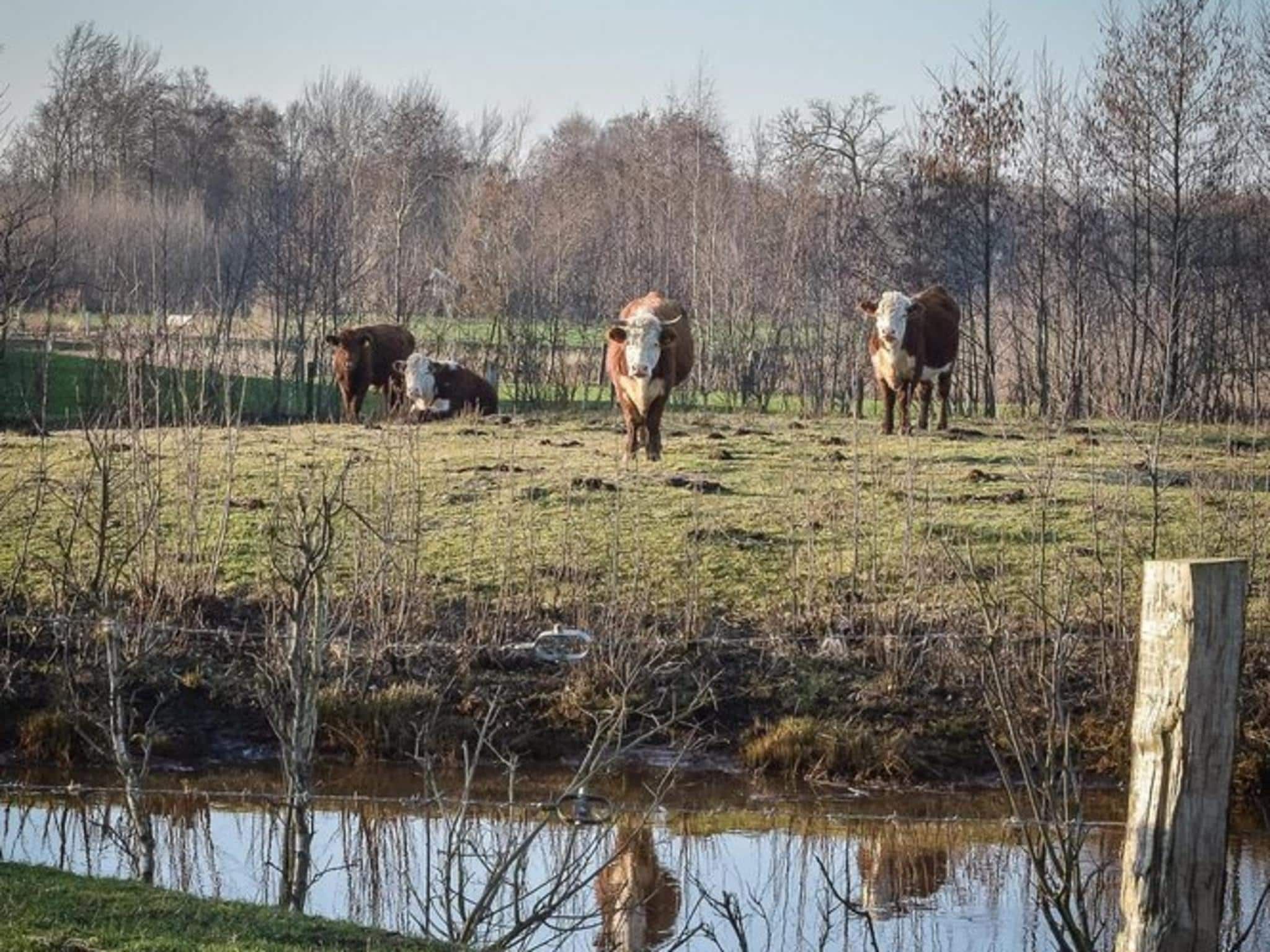 De omgeving van Buitenplaats Holten 19 in Rijssen