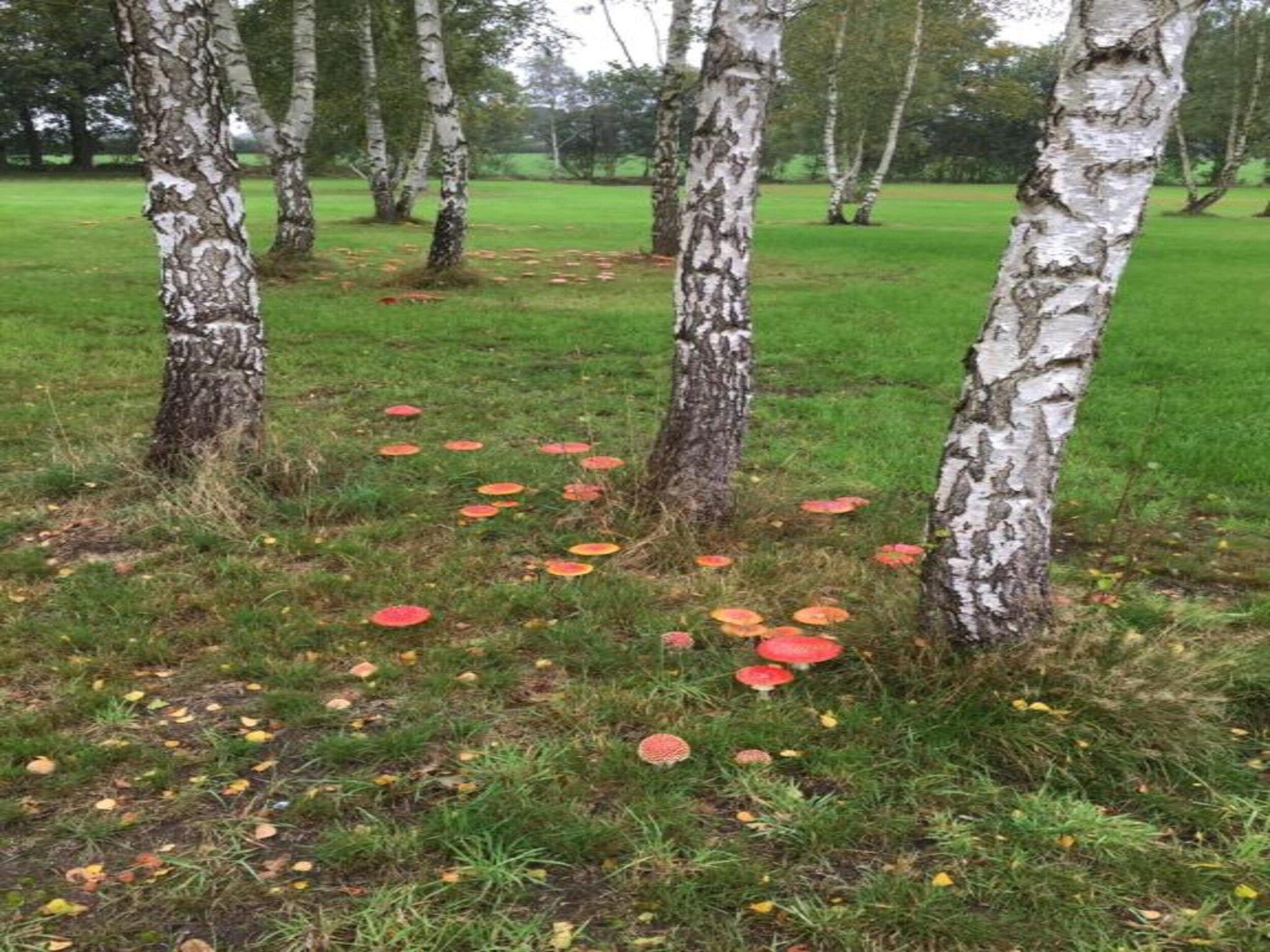 Acker Lodges 4 in Ruinerwold - Foto 35 van 40