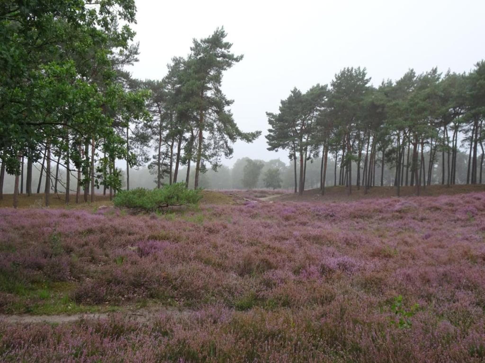 De omgeving van Vakantiepark Schaijk 12 in Schaijk