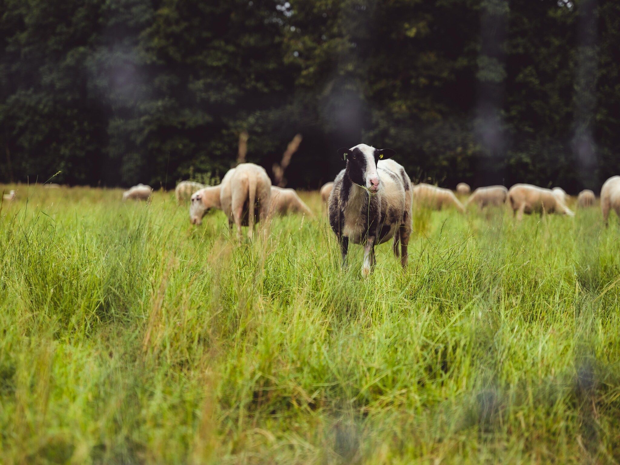 De omgeving van Bospark de Schaapskooi 10 in Wissel/Epe