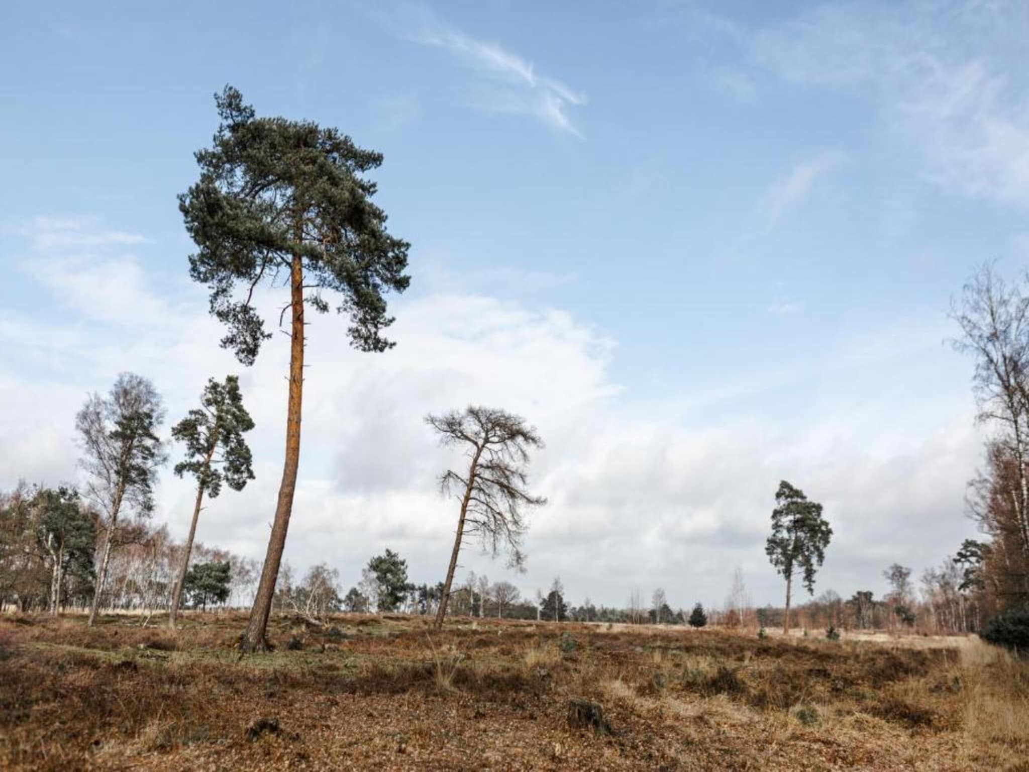 De omgeving van Bospark 't Wolfsven 19 in Mierlo