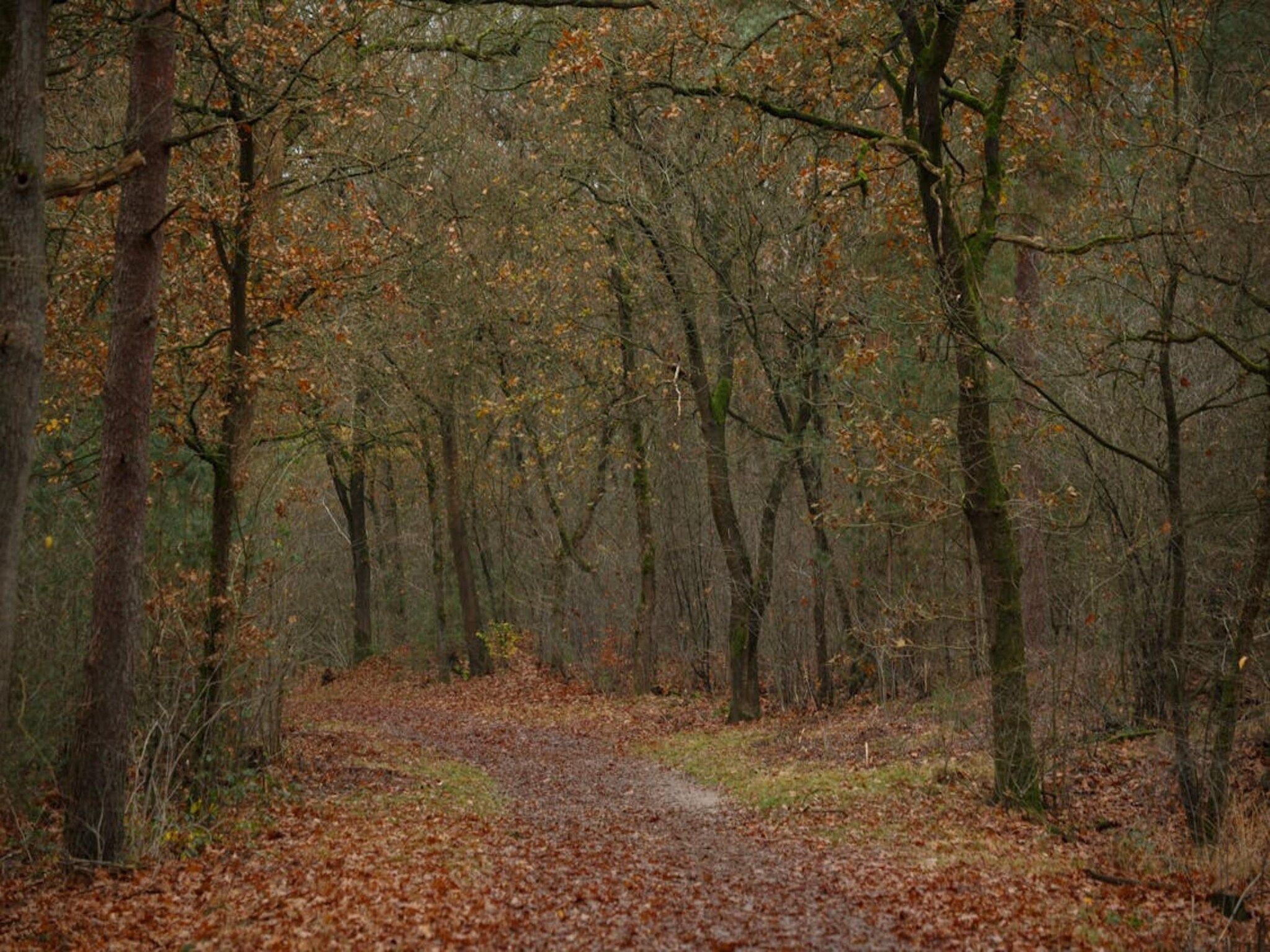 Dwergarend 17-20 in Voorthuizen - Foto 38 van 39
