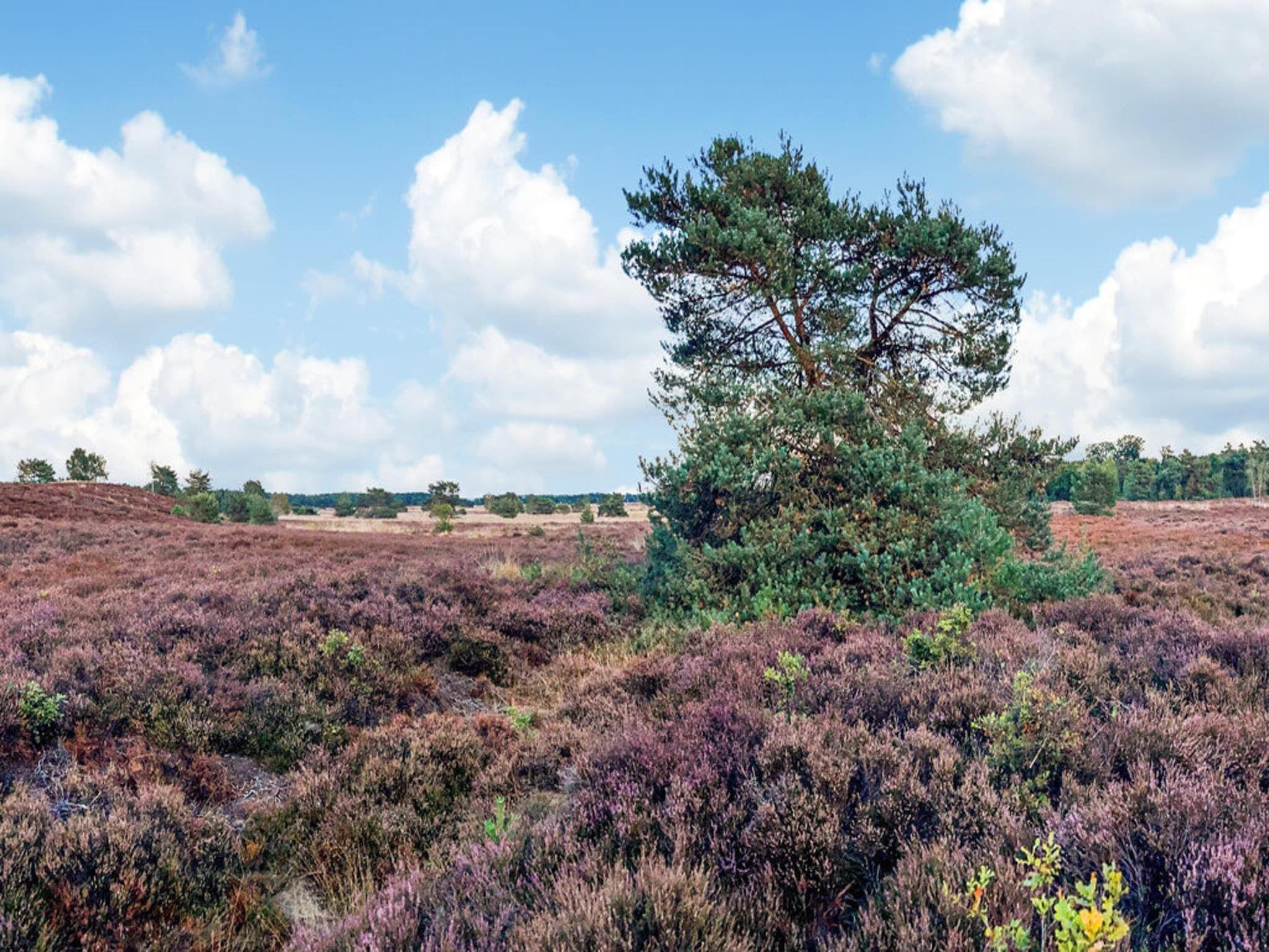 Dwergarend 17-26 in Voorthuizen - Foto 34 van 39