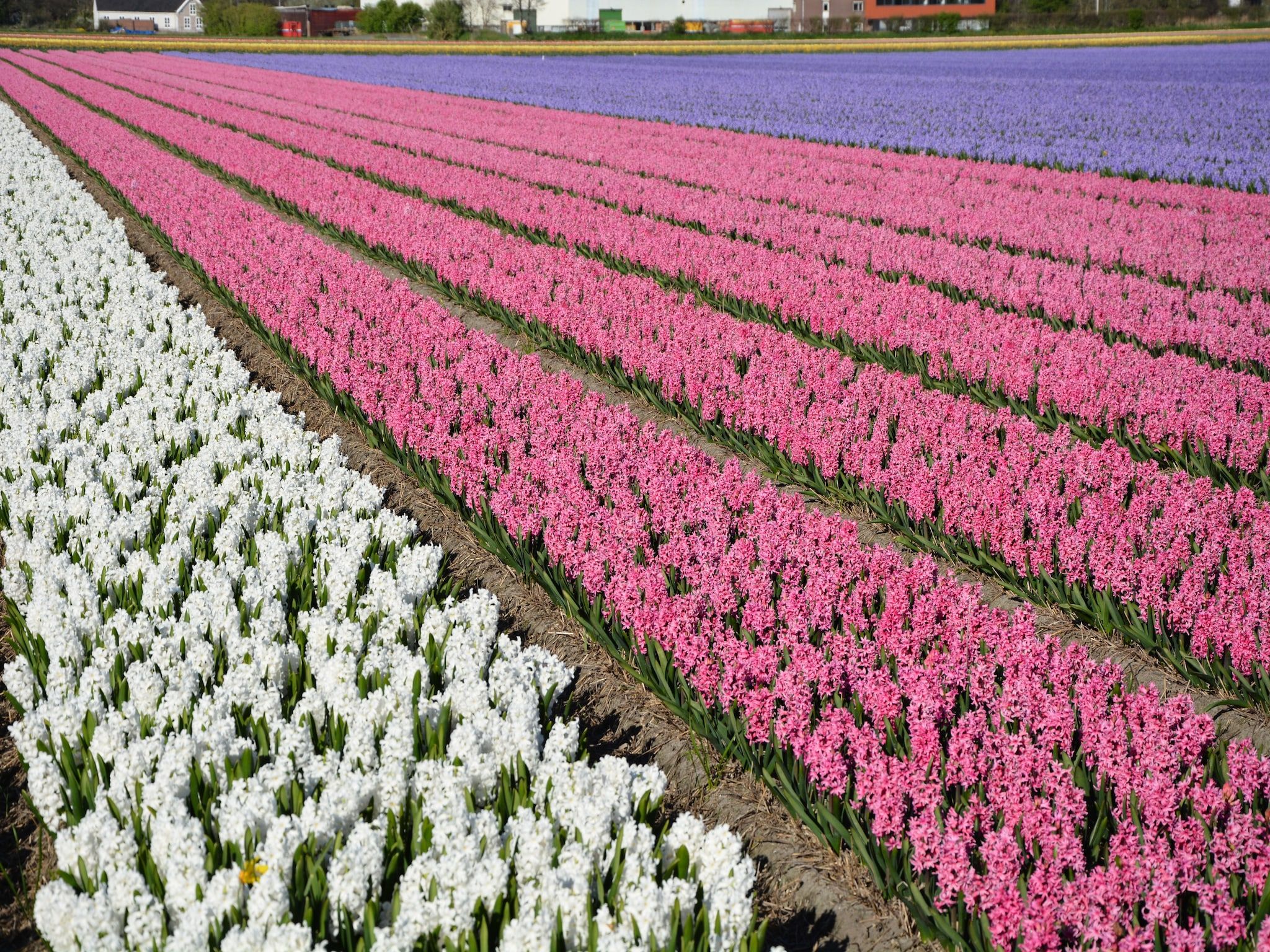 De omgeving van Casa Duna in Noordwijkerhout
