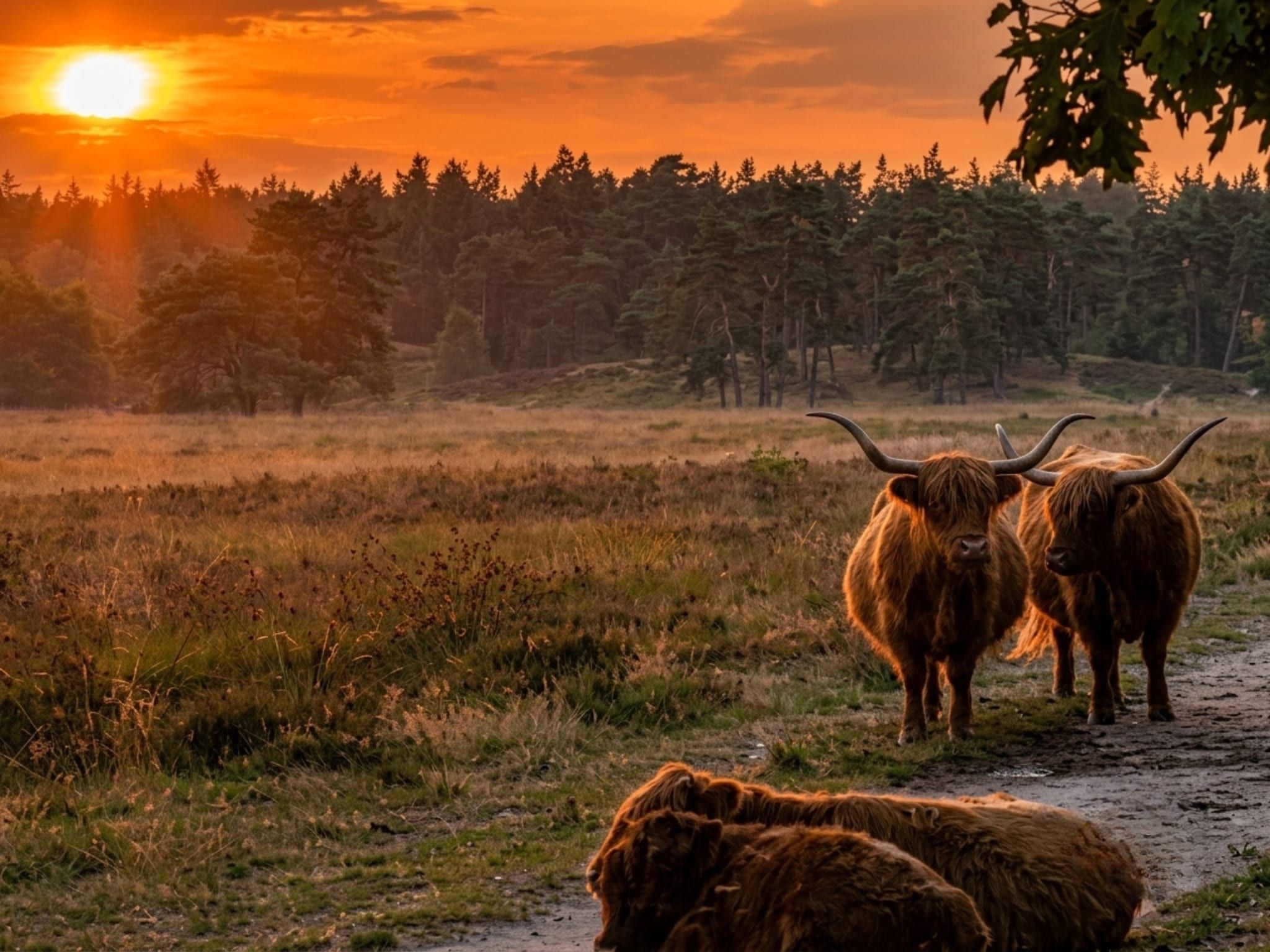 De omgeving van Luxe vakantiehuis Veluwe met Wellness in Veluwe