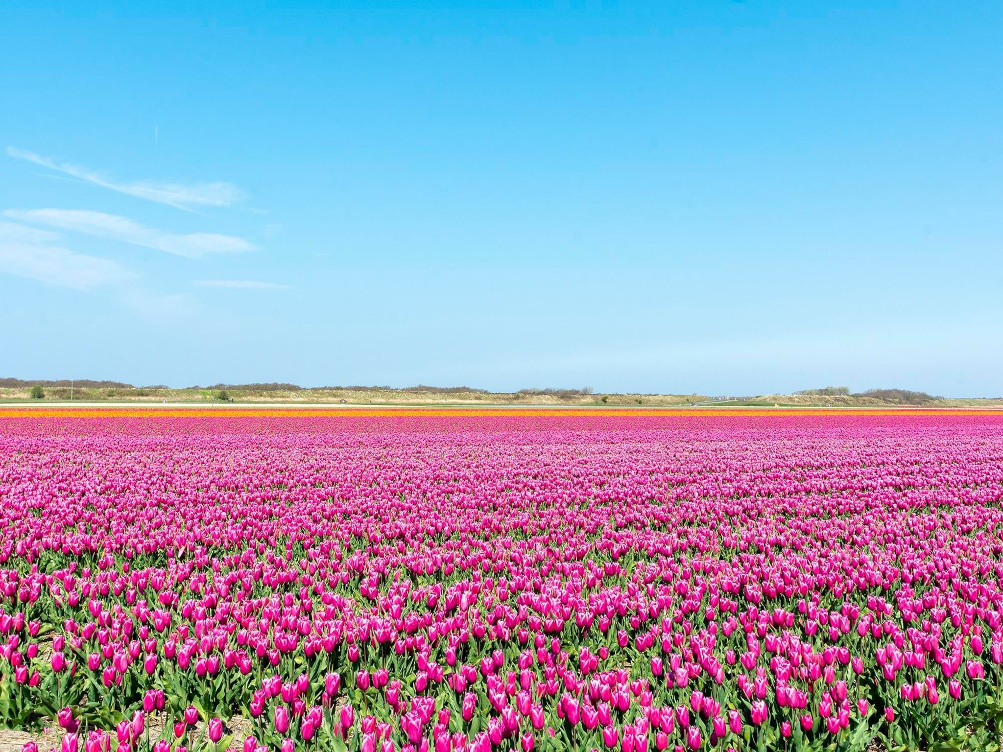 De omgeving van Suite Duinzicht in Callantsoog