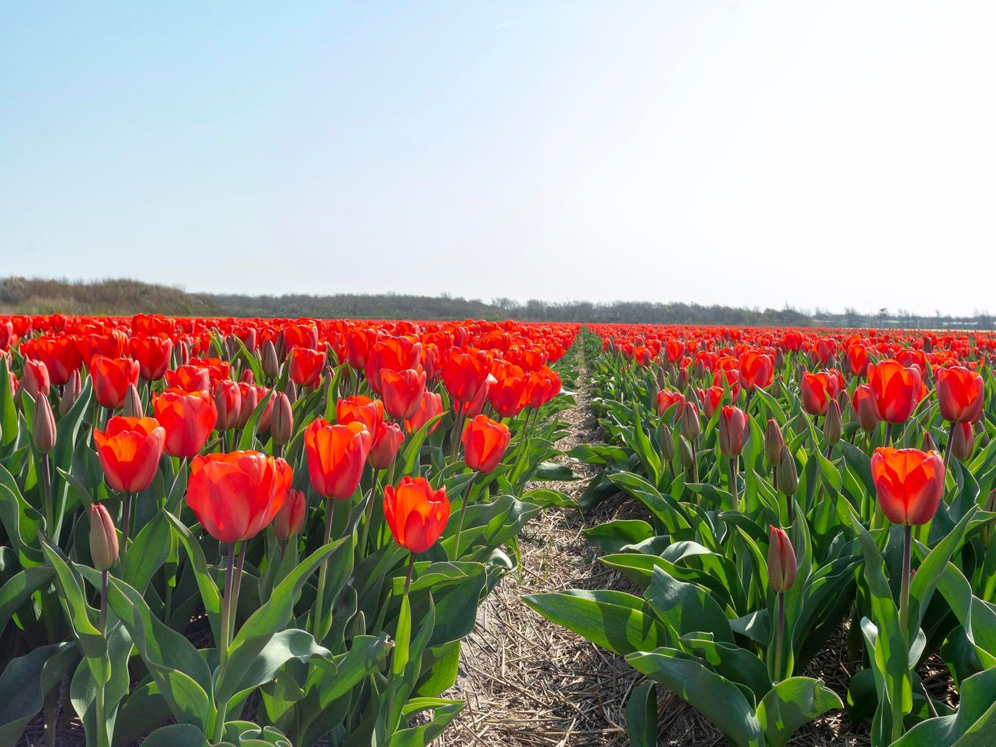 De tuin van Garnekuul 52 in Callantsoog