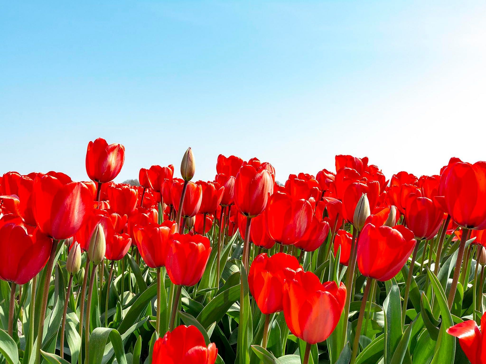 De omgeving van Garnekuul 90 in Callantsoog