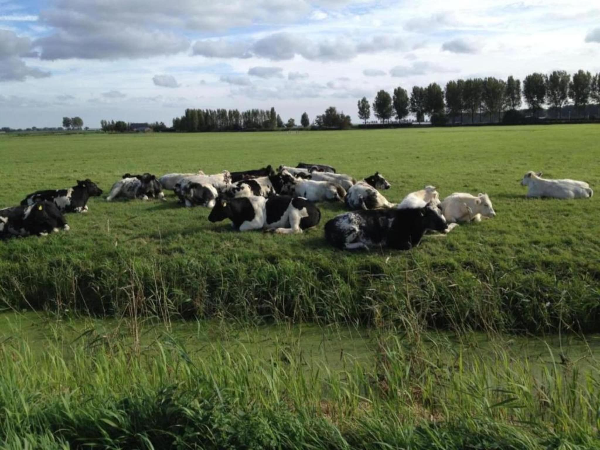 Standaard 336 in Simonshaven - Foto 10 van 31
