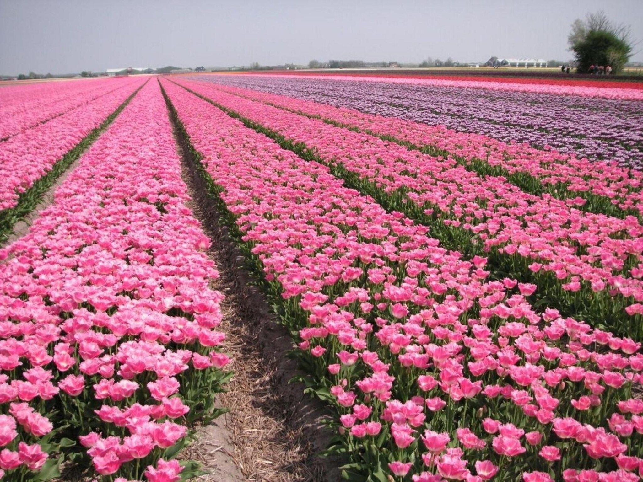 De omgeving van Bohemien 47 in Sint Maartenszee