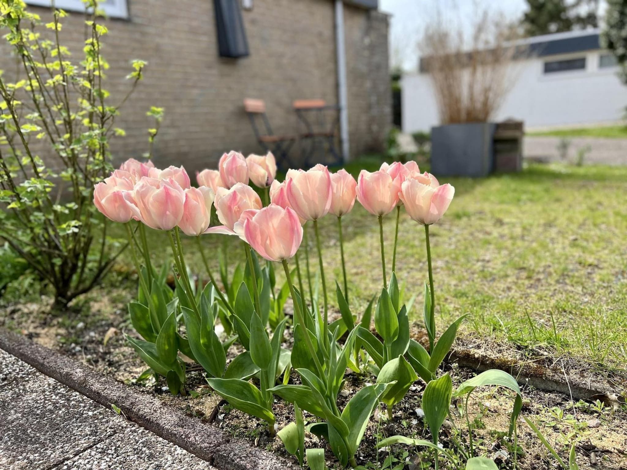 De tuin van De Schelp 27 in Sint Maartenszee