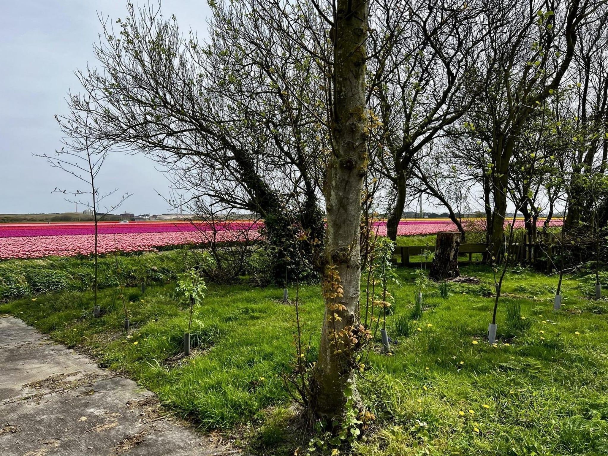 De tuin van De Schelp 27 in Sint Maartenszee