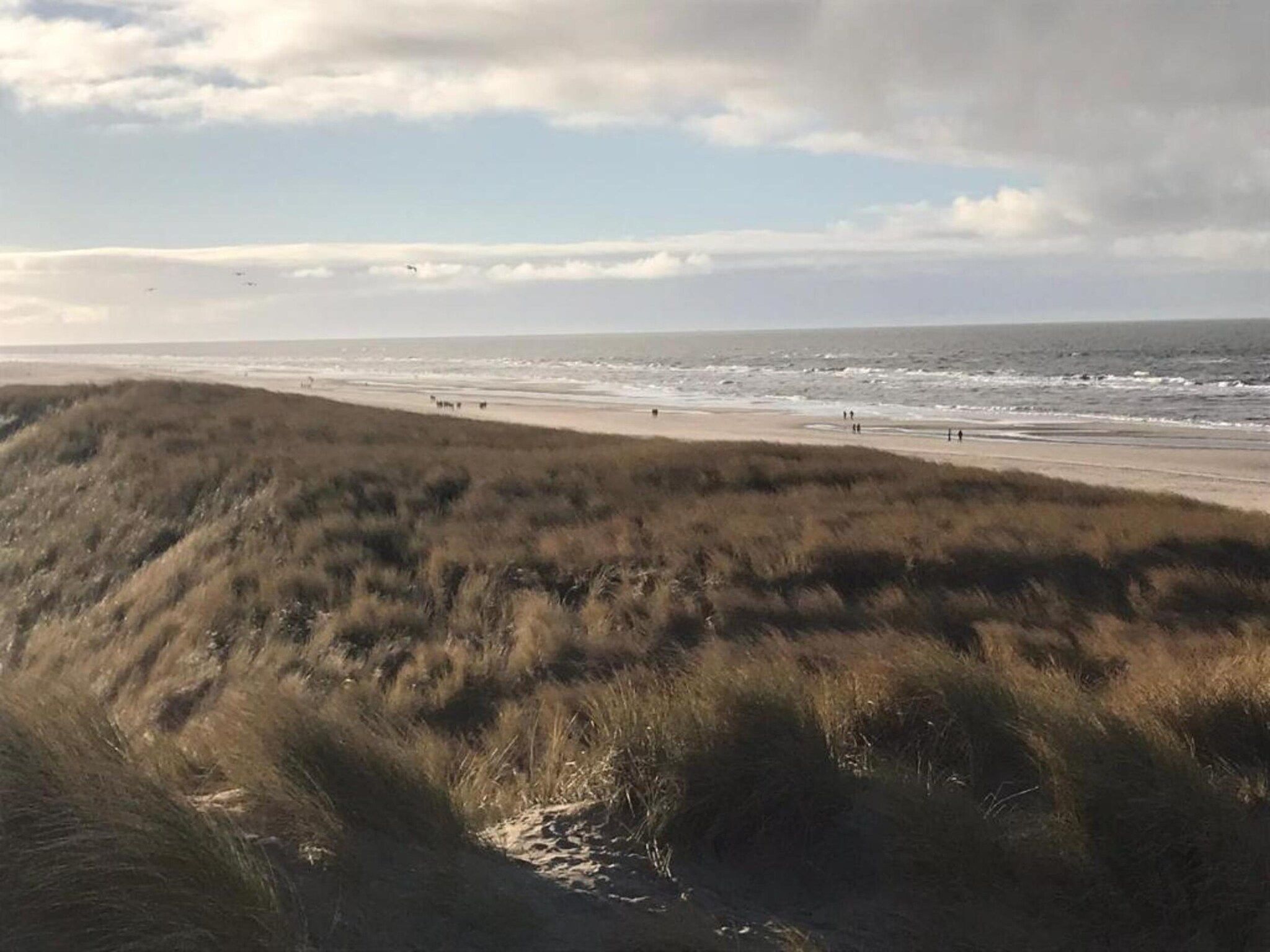 De omgeving van Beach 15-20 in Petten