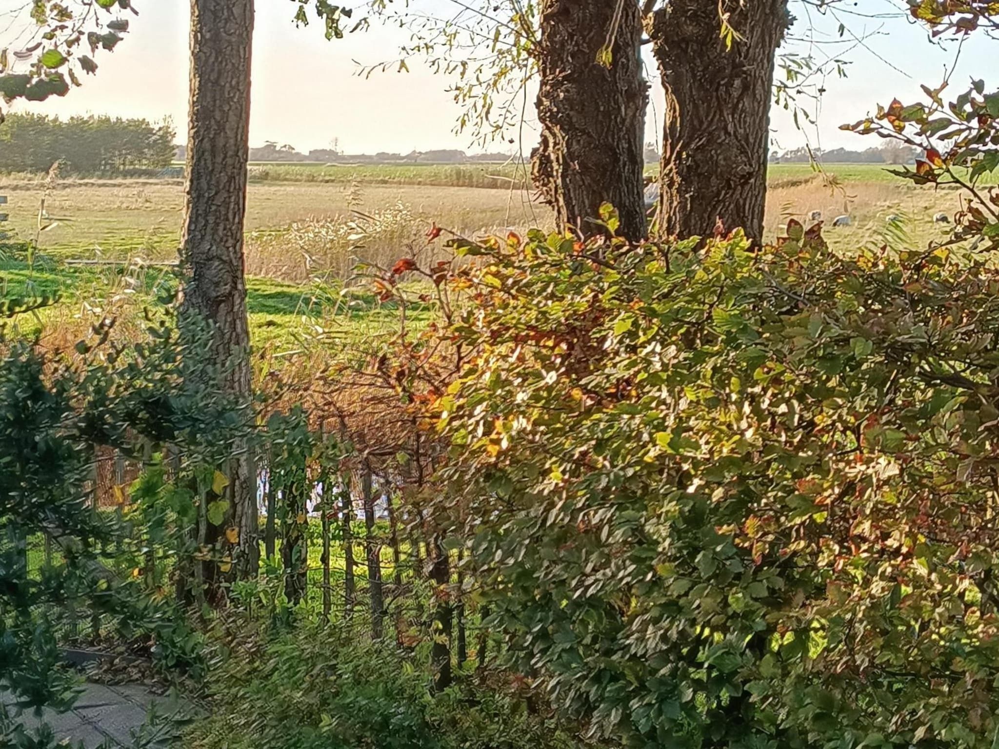 De tuin van Vogelvrij 3 in Sint Maartenszee
