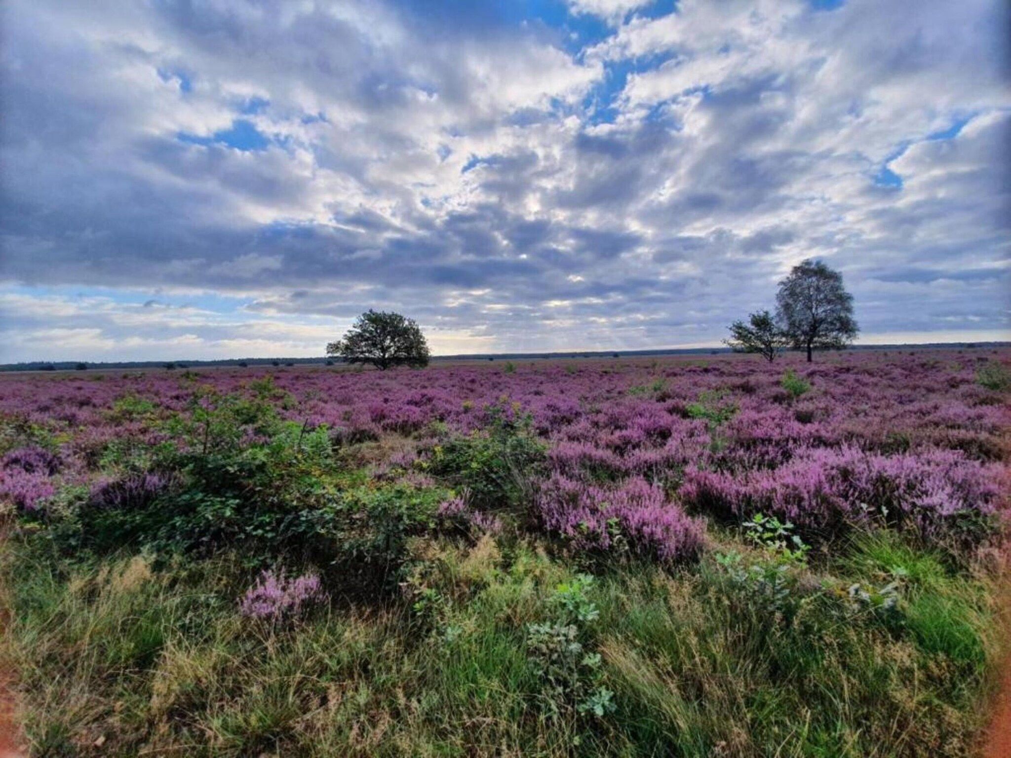 De omgeving van Heivlinder 4p in Ermelo