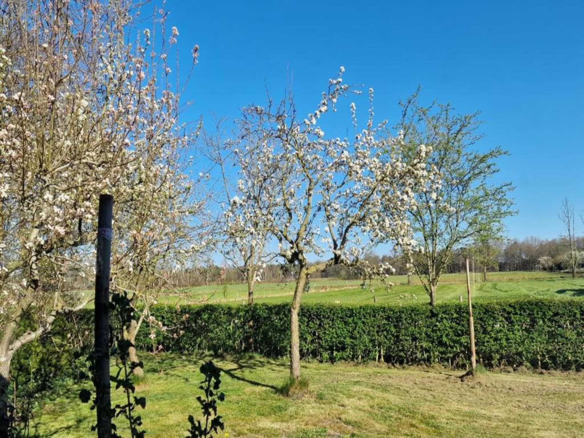 De omgeving van Heivlinder 4+2p in Ermelo