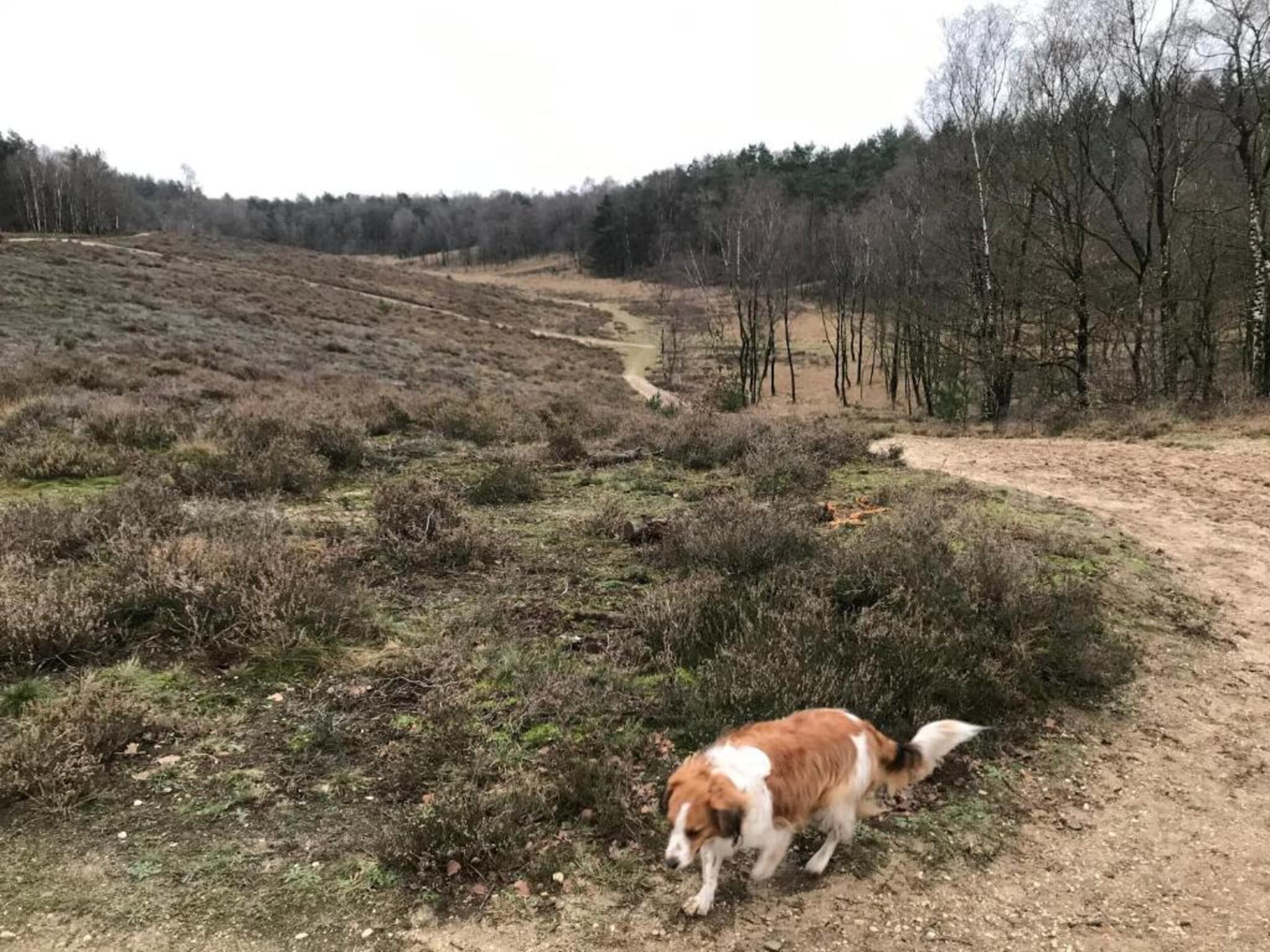 De omgeving van Vlindervallei Boshuis 16p in Ermelo