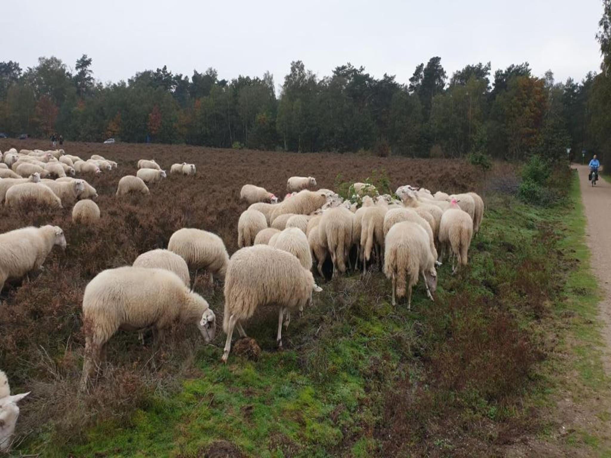 De omgeving van Heivlinder Comfort 4p in Ermelo
